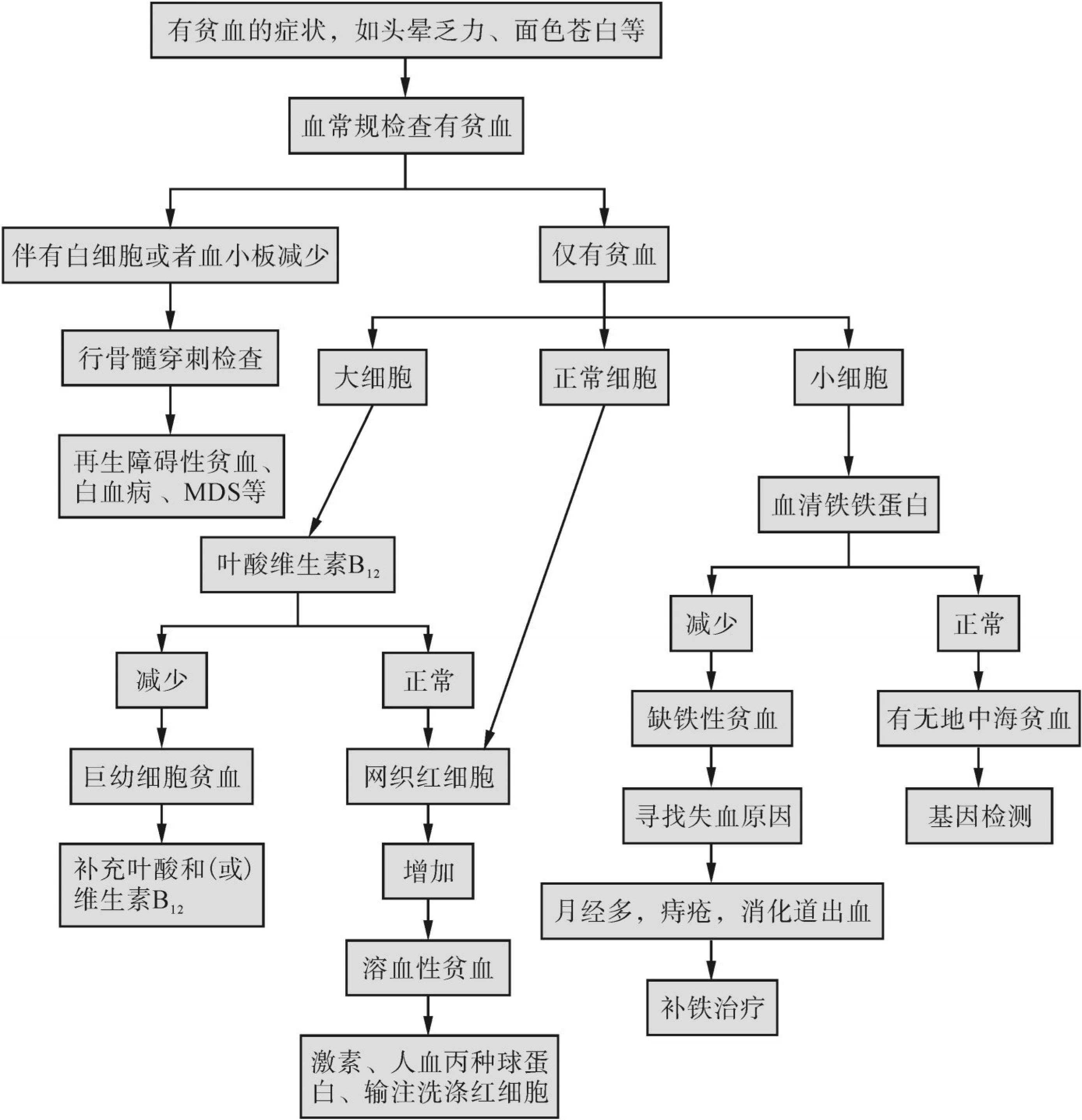 第三節(jié) 嚴(yán)重貧血